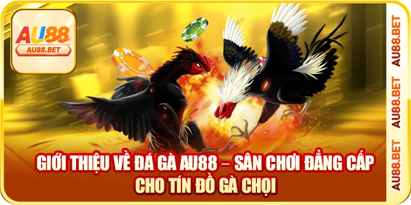 Giới thiệu về đá gà AU88 – sân chơi đẳng cấp cho tín đồ gà chọi